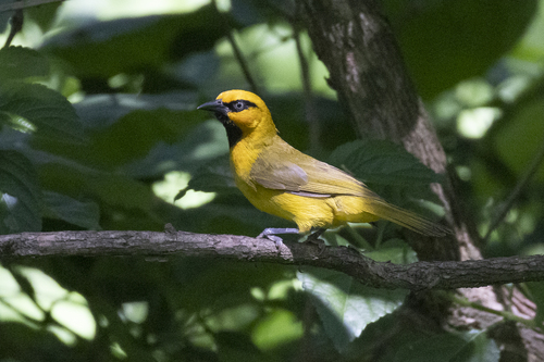 Spectacled Weaver
