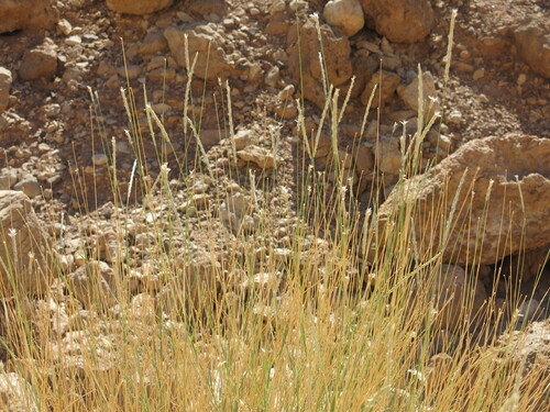 Sewan-grass (Lasiurus scindicus)