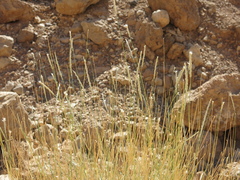 Lasiurus scindicus, photograph (c) Nachman bones, some rights reserved (CC BY)