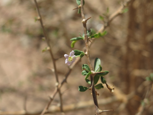 Arabian boxthorn (Lycium shawii)