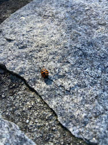 Asian Lady Beetle
