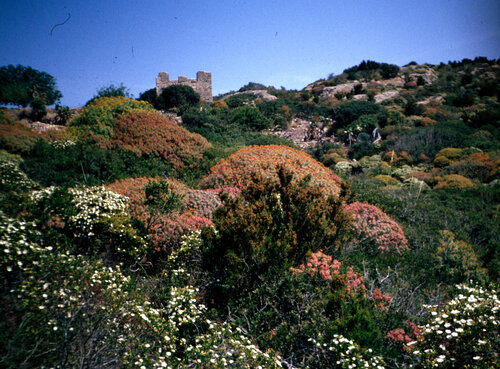 Tree spurge