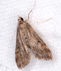Parapoynx crisonalis