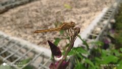 Crocothemis servilia