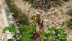 Crocothemis servilia