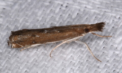 Anaclastis apicistrigellus