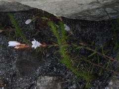 Prismatocarpus schlechteri