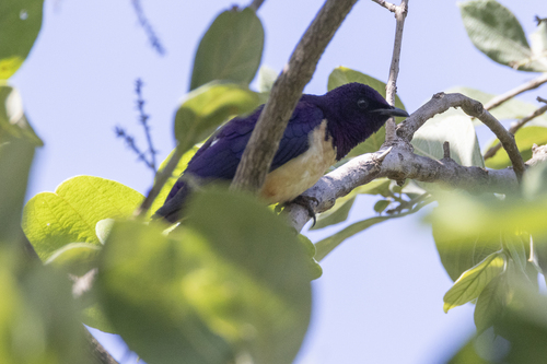 Violet-backed Starling