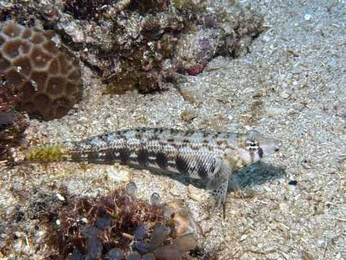 Cylindrical sandperch (Parapercis cylindrica) — Pinguipedidae — 5