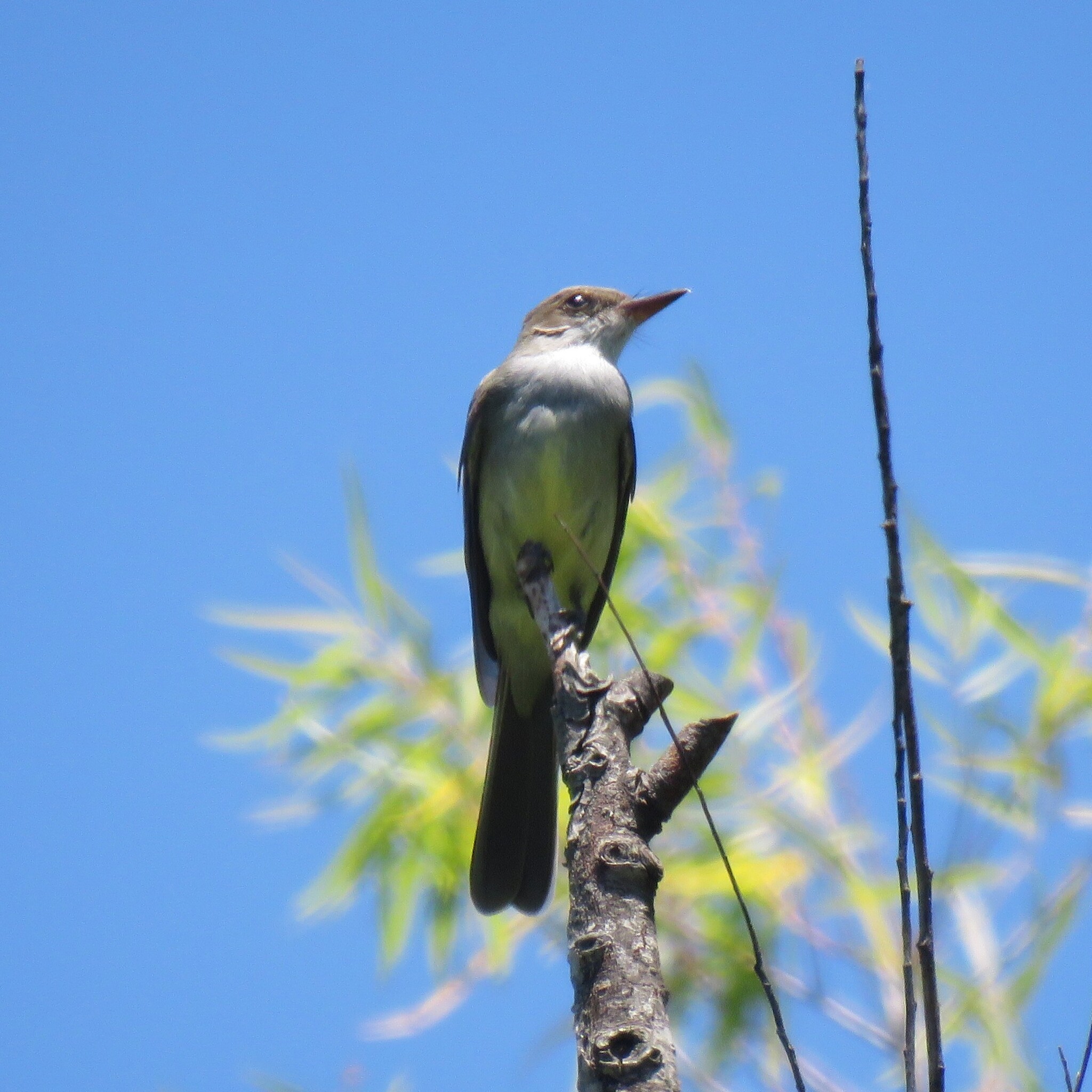 Swainson's Flycatcher (Myiarchus swainsoni), photo 6