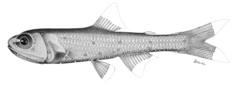 Stubby Lanternfish photo 2