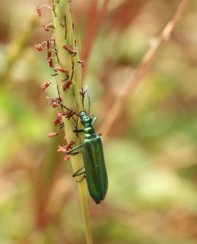 Idgia belli · iNaturalist