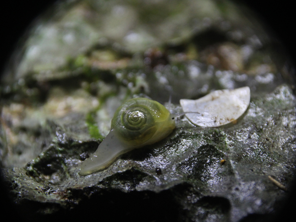 Proserpina depressa
