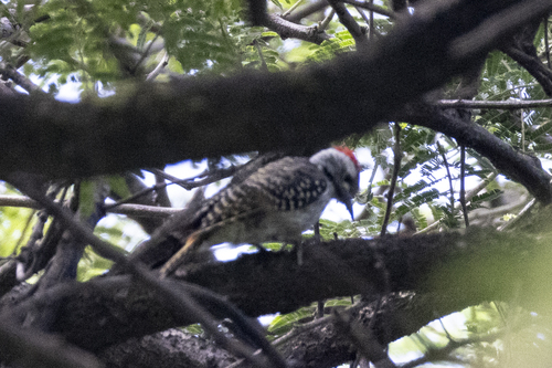 Cardinal Woodpecker