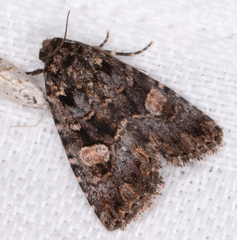 Condica macrosema