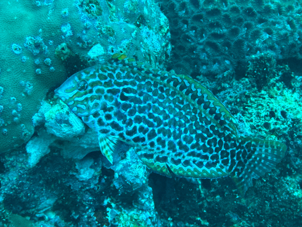 Blackspotted wrasse (Macropharyngodon meleagris) — Labridae