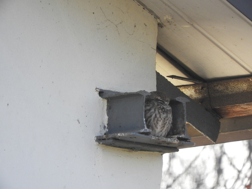 View observation of {o.common_name} on iNaturalist