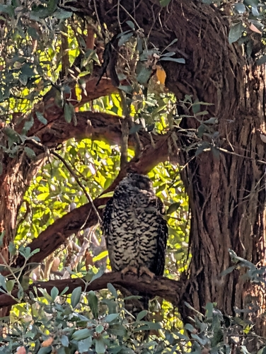 Powerful Owl (Ninox strenua), photo 5
