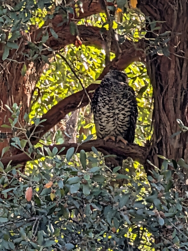 Powerful Owl (Ninox strenua), photo 6