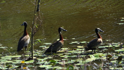 Dendrocygne veuf