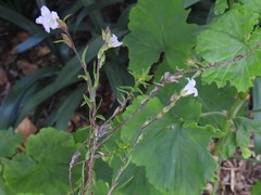 Prismatocarpus schlechteri