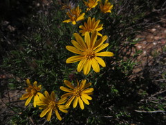 Gorteria integrifolia