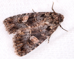 Condica macrosema