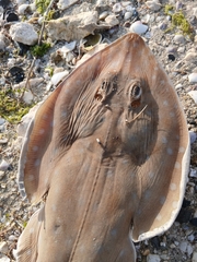 Salalah Guitarfish photo 3
