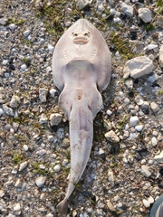 Salalah Guitarfish photo 2
