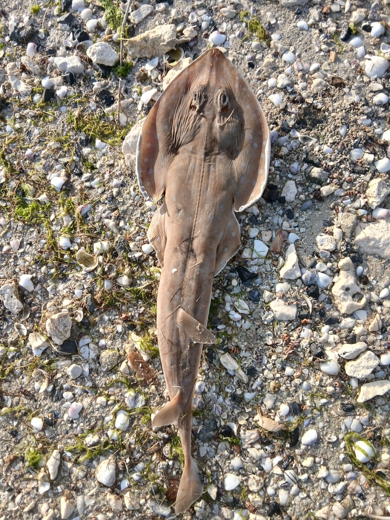 Salalah Guitarfish