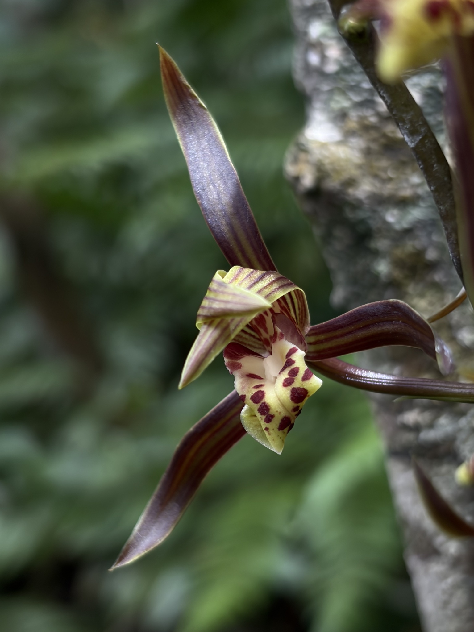 Cymbidium sinense (Jackson ex Andrews) Willd. 3