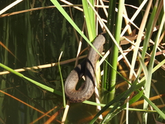 Thamnophis validus