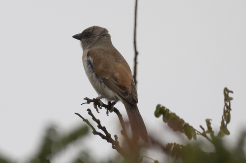 Northern Grey-headed Sparrow