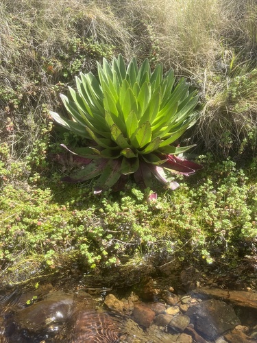 Lobelia gregoriana, photograph 1
