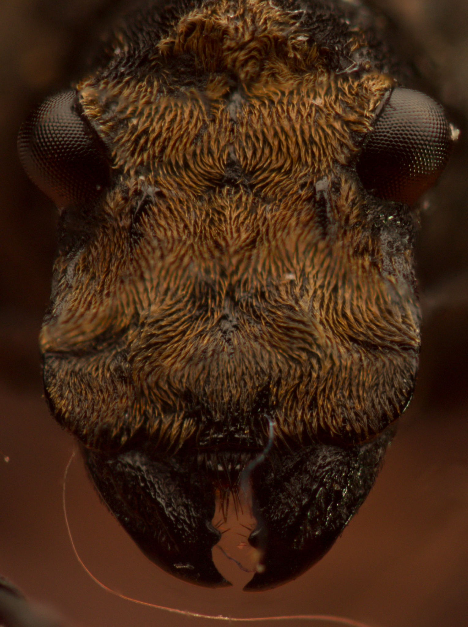 Platyrhinus resinosus