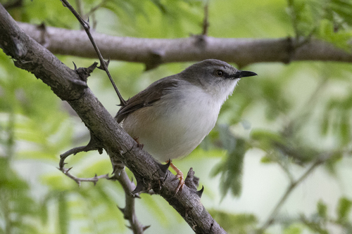 Tawny-flanked Prinia