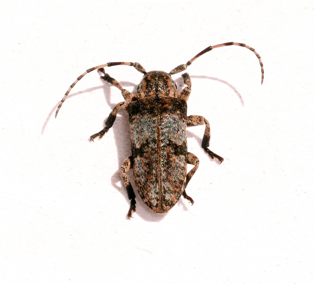 Mimocrossotus