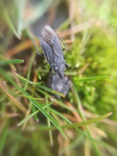 Neurocladus brachiidens