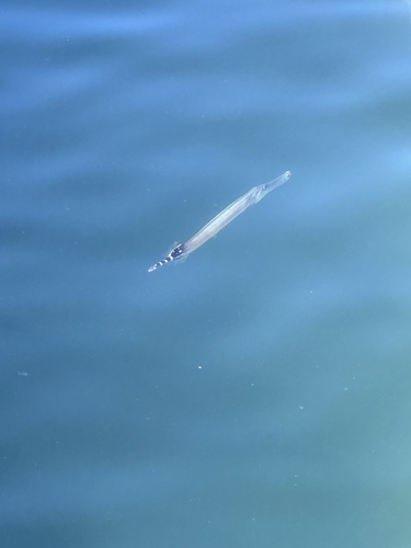 Atlantic cornetfish (Aulostomus strigosus) — Aulostomidae