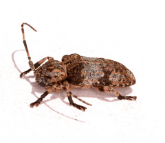 Mimocrossotus rhodesianus