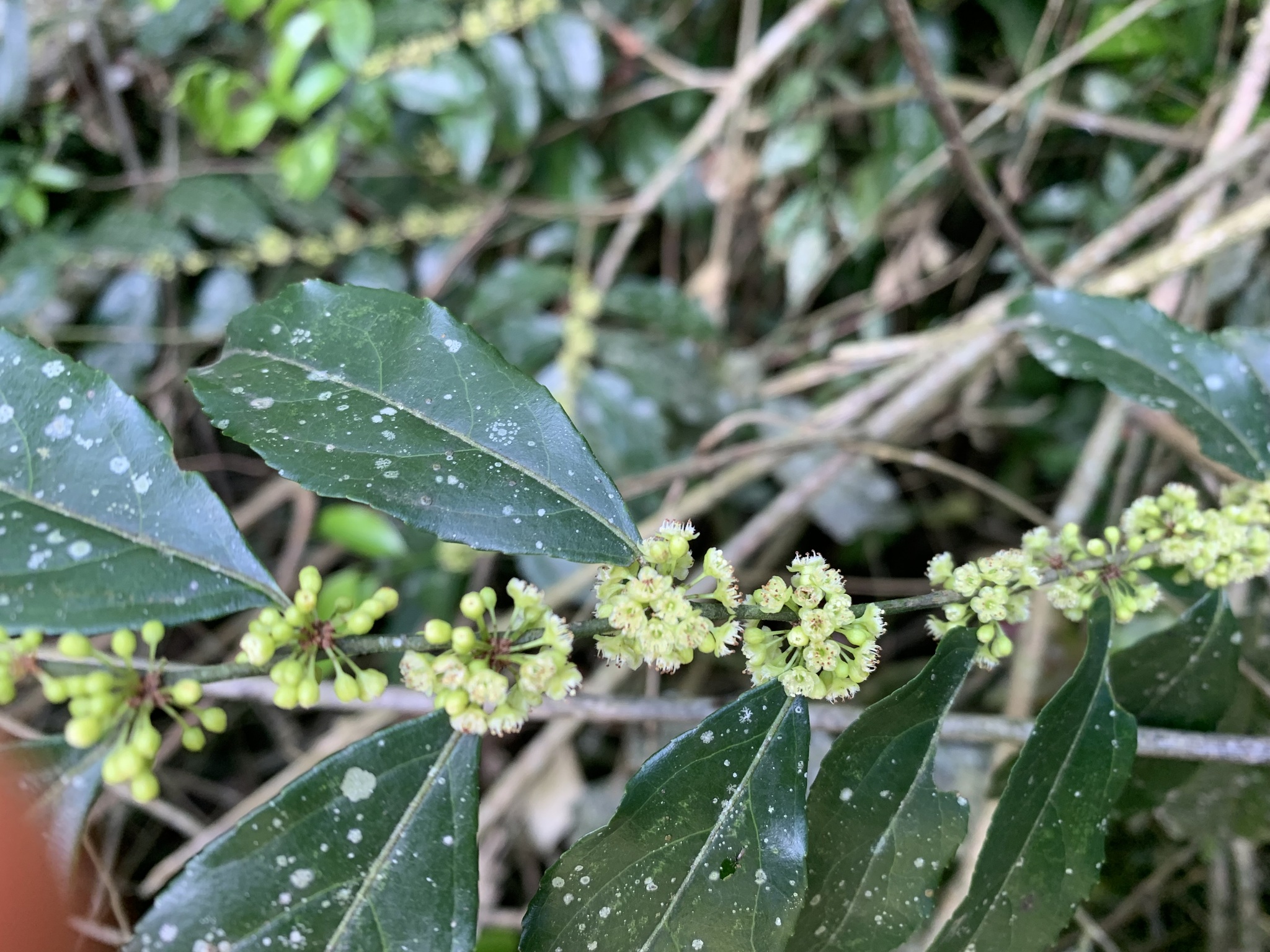Casearia sylvestris