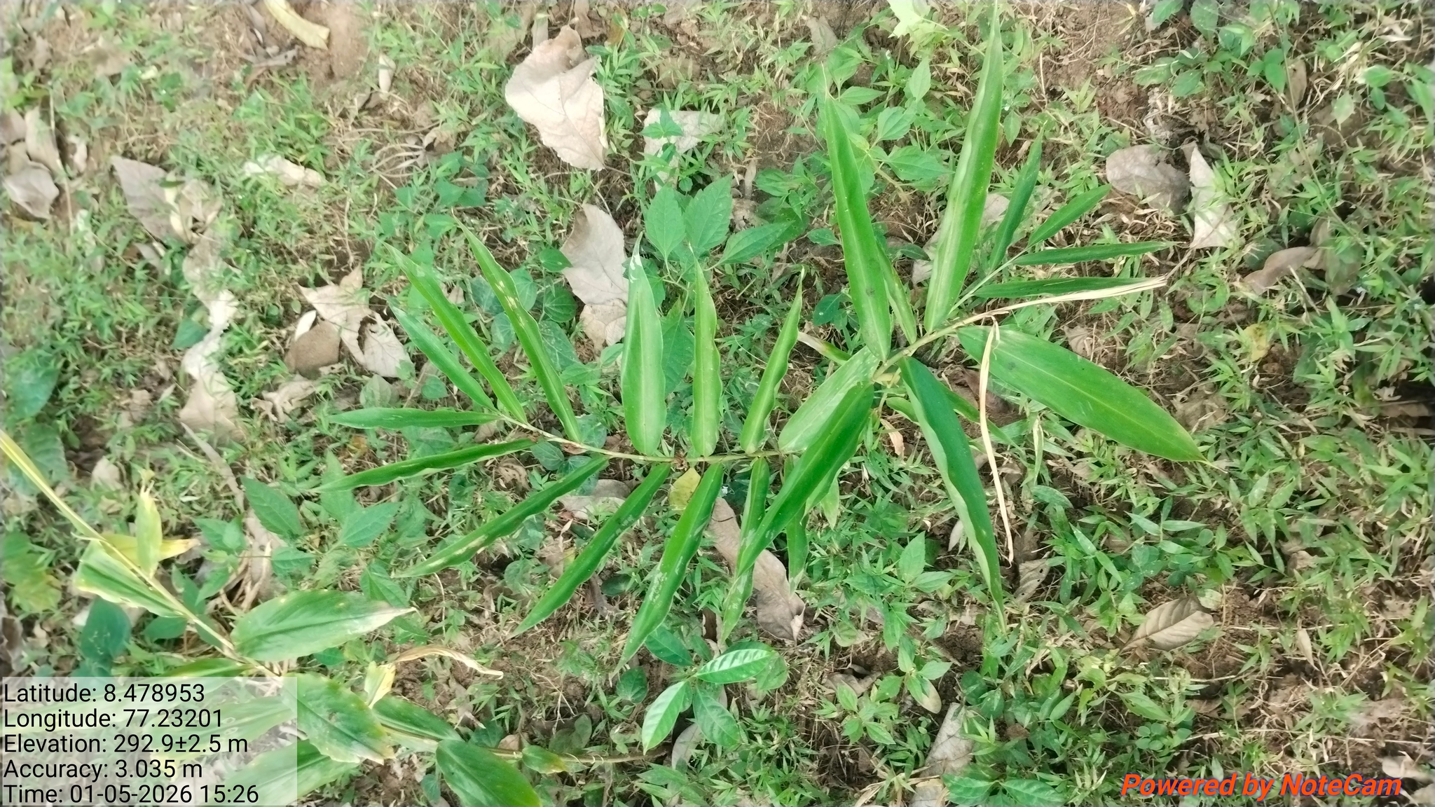 Photo by siva kumar via iNaturalist (Copyright siva kumar)