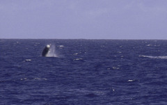 Hyperoodon ampullatus