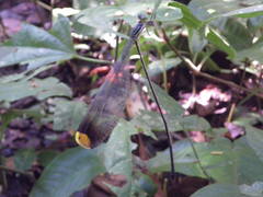 Microstigma rotundatum