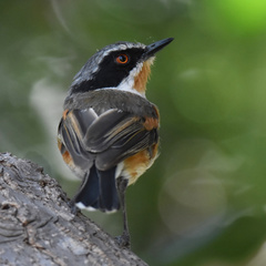 Batis capensis