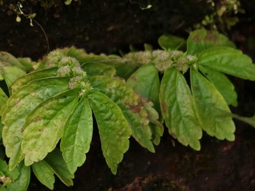 Elatostema cuneatum