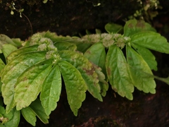 Elatostema cuneatum