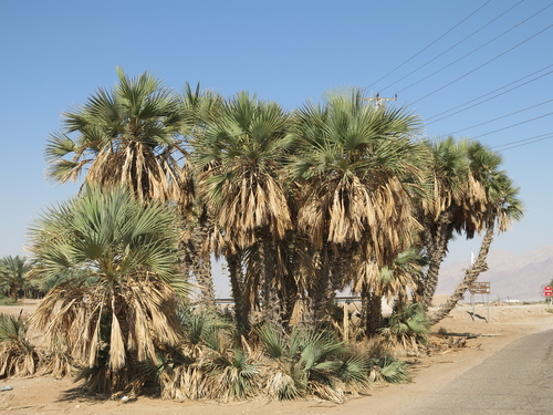doum palm (Hyphaene thebaica)