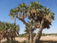 Hyphaene thebaica, photograph (c) Nachman bones, some rights reserved (CC BY)