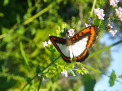 Nymphidium caricae